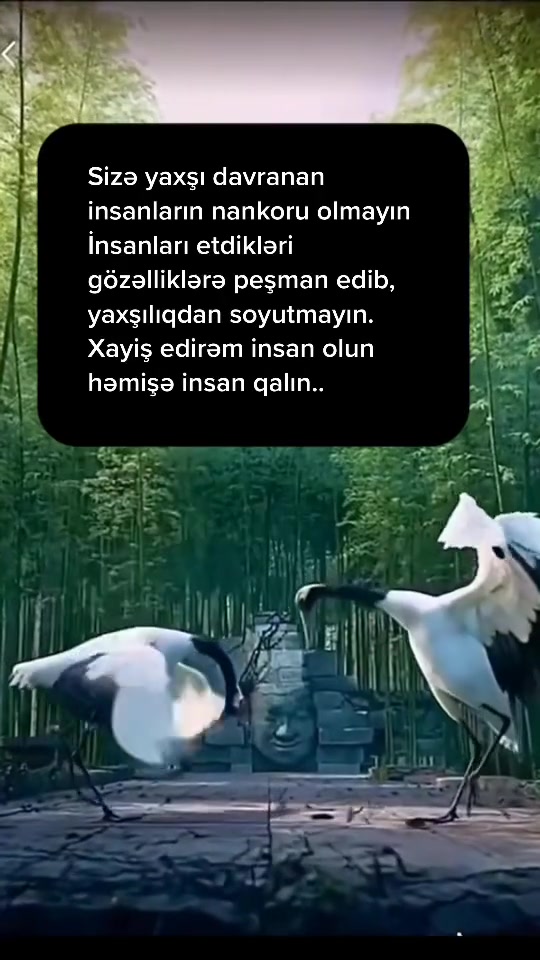 @Nur Şahgəldi