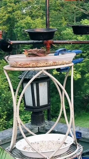 @Backyardbirdz