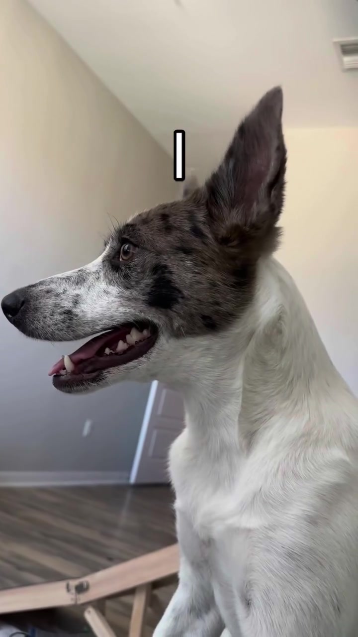 @tiffanysdiamonddogs