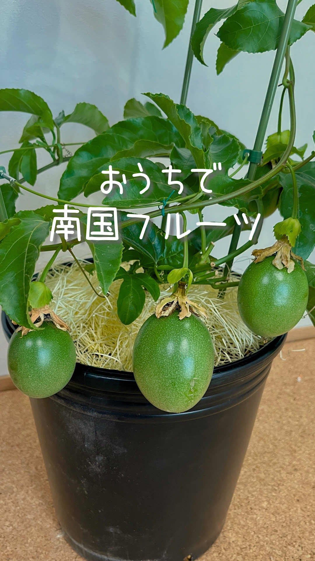 @はる|年間100種類の野菜を育てる3児のママ🍅
