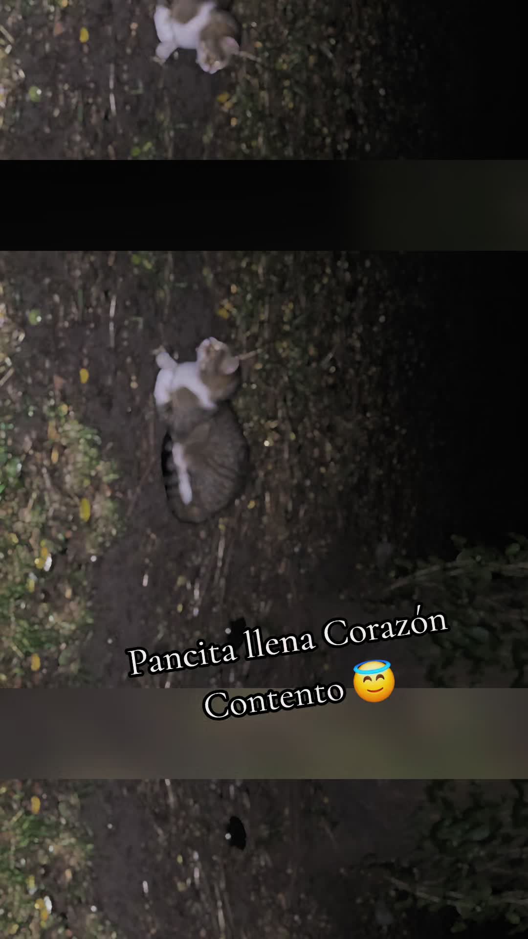 @🇲🇽Guli.Carrada 🐈⬛