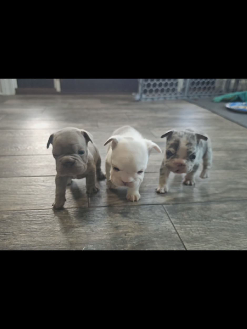 @Diamond State French Bulldogs