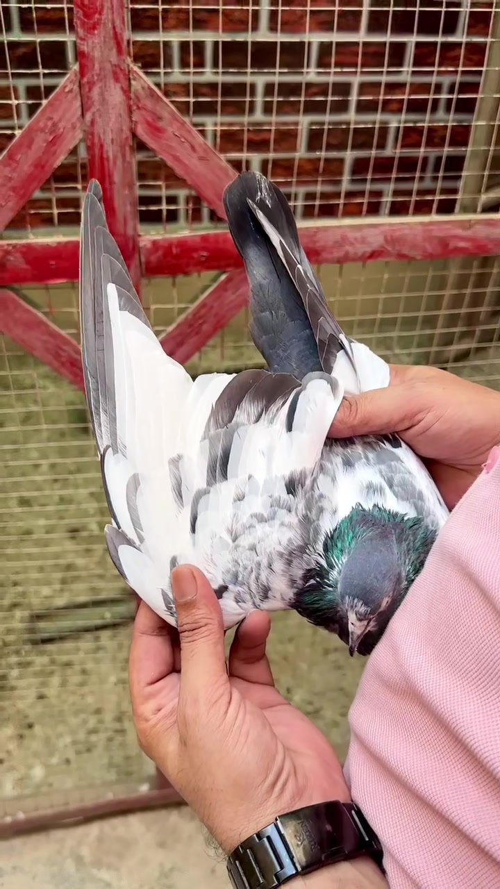 @سید عدنان شیراز