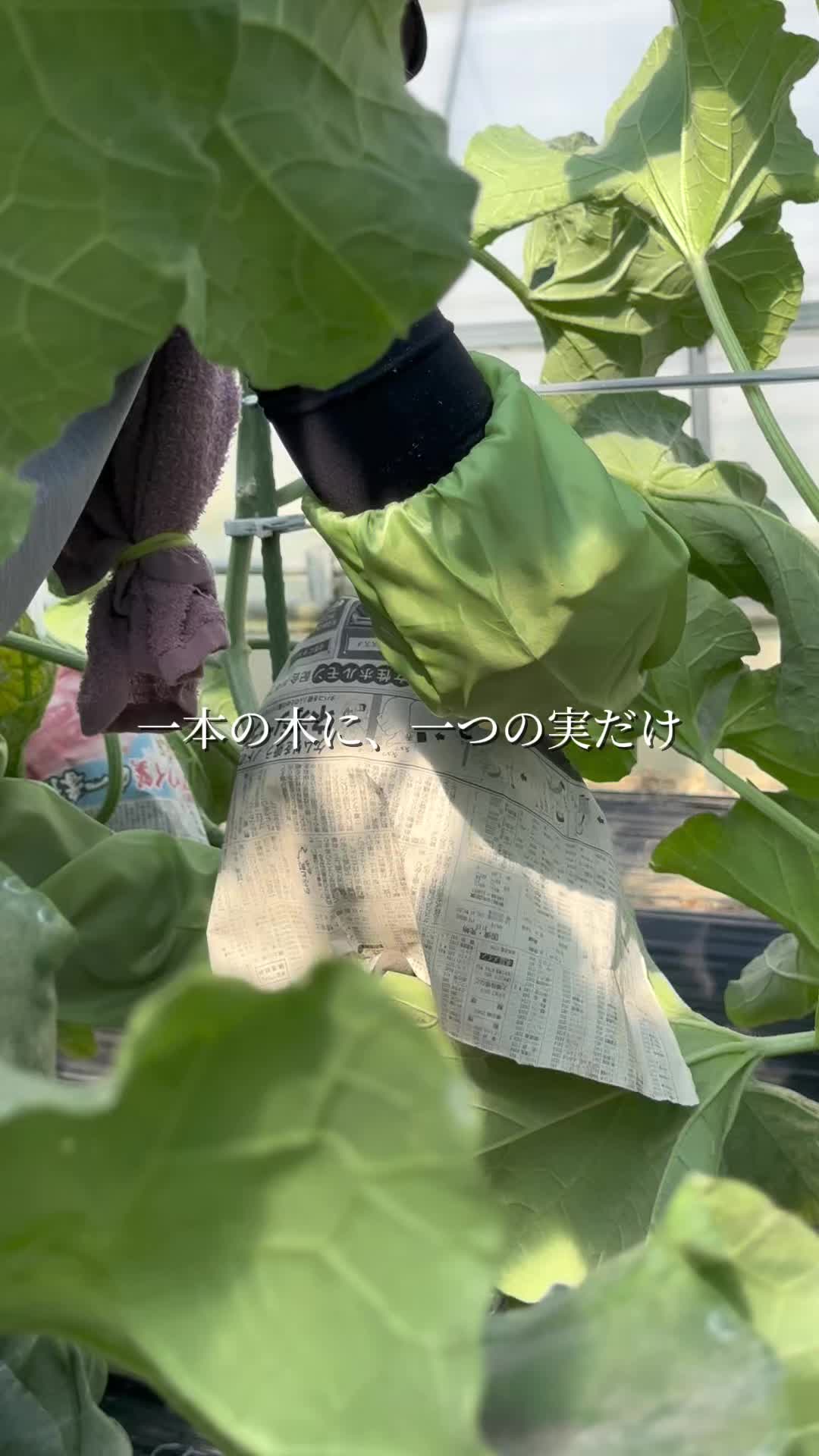 @森木農園