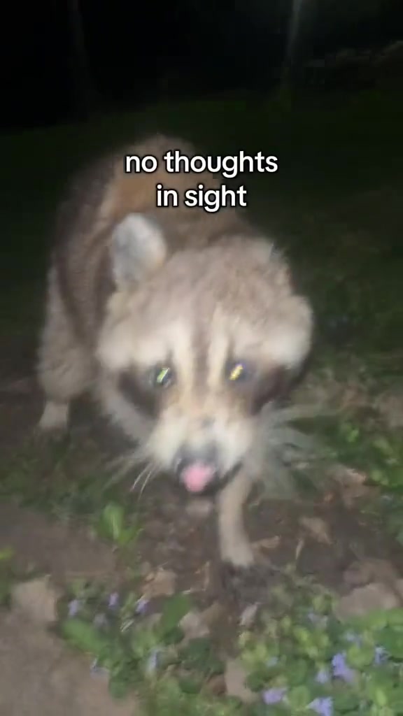 @ӾØ₣