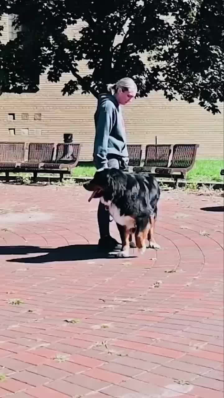 @Miracle K9 Training