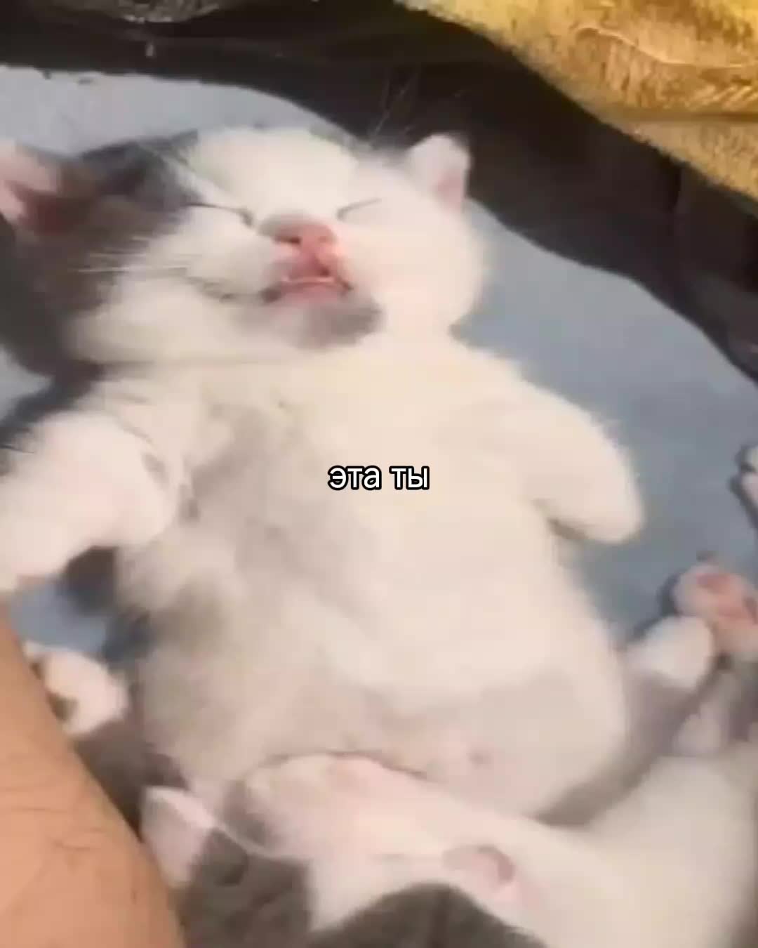 @ꜰᴇɴʏᴀ@