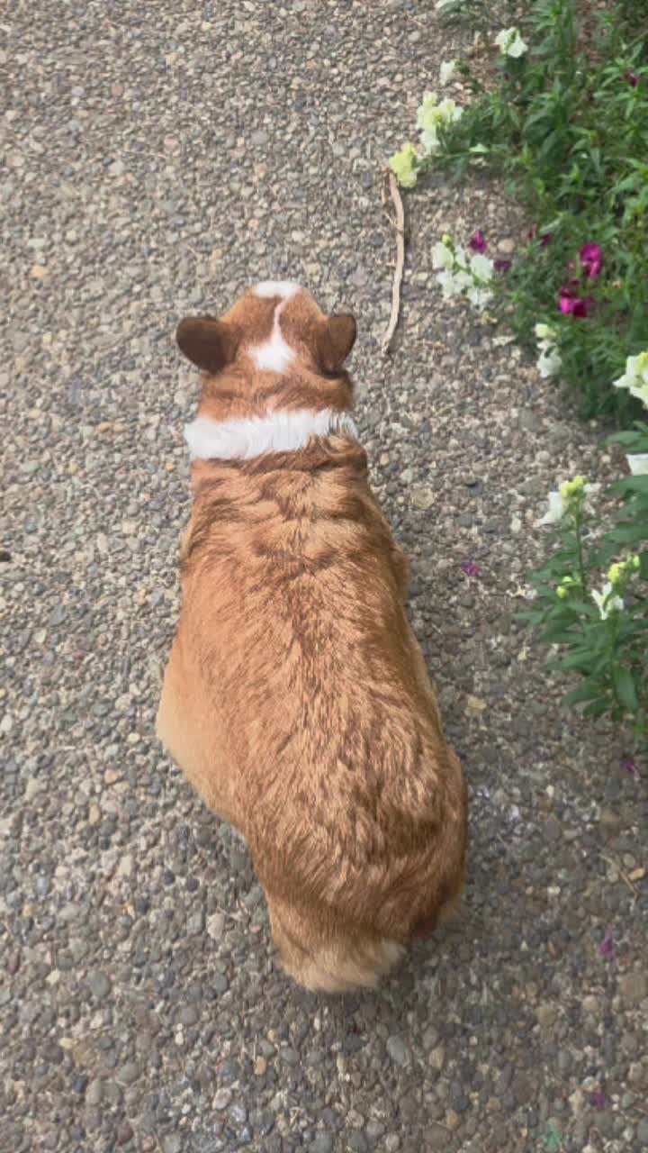 @PNW Pembroke Welsh Corgis