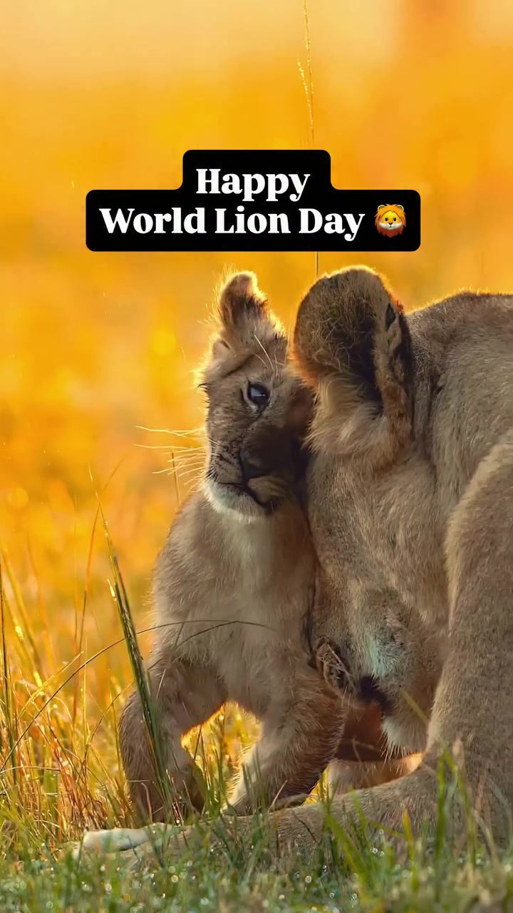 @𝓝 𝓪 𝓲 【Lion Expert】