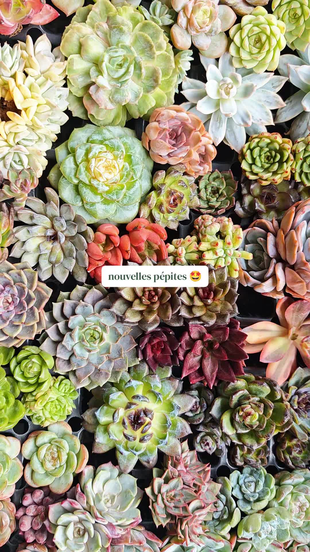 @il était Une Succulente