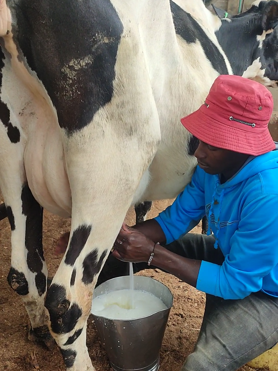 @Daily Dairy Farm Ke