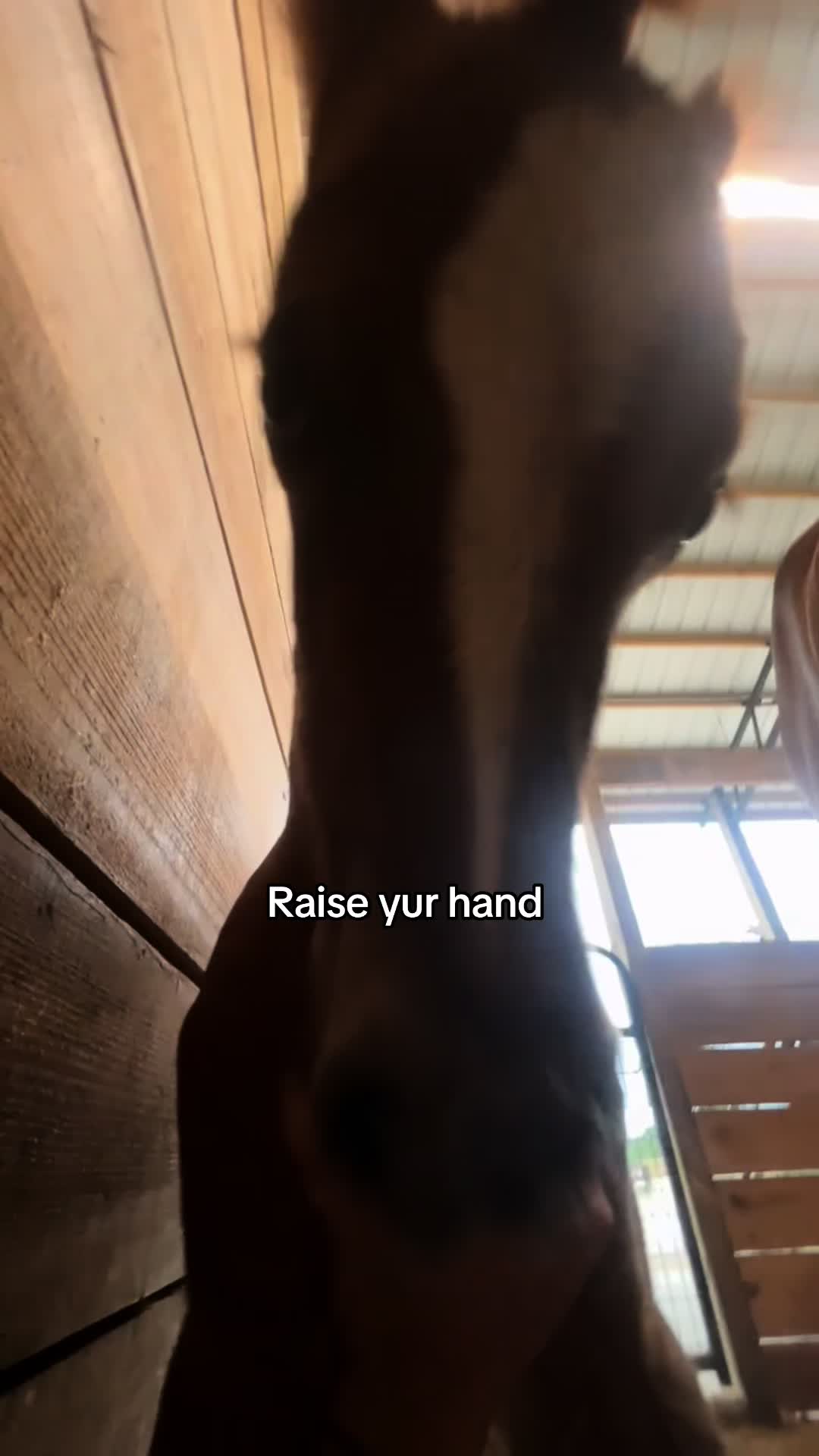 @Horses TikTok