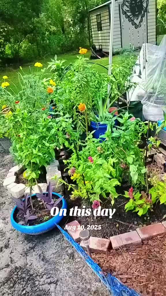 @Ronnie's garden🍅🫑🥬🥒🌻🌺