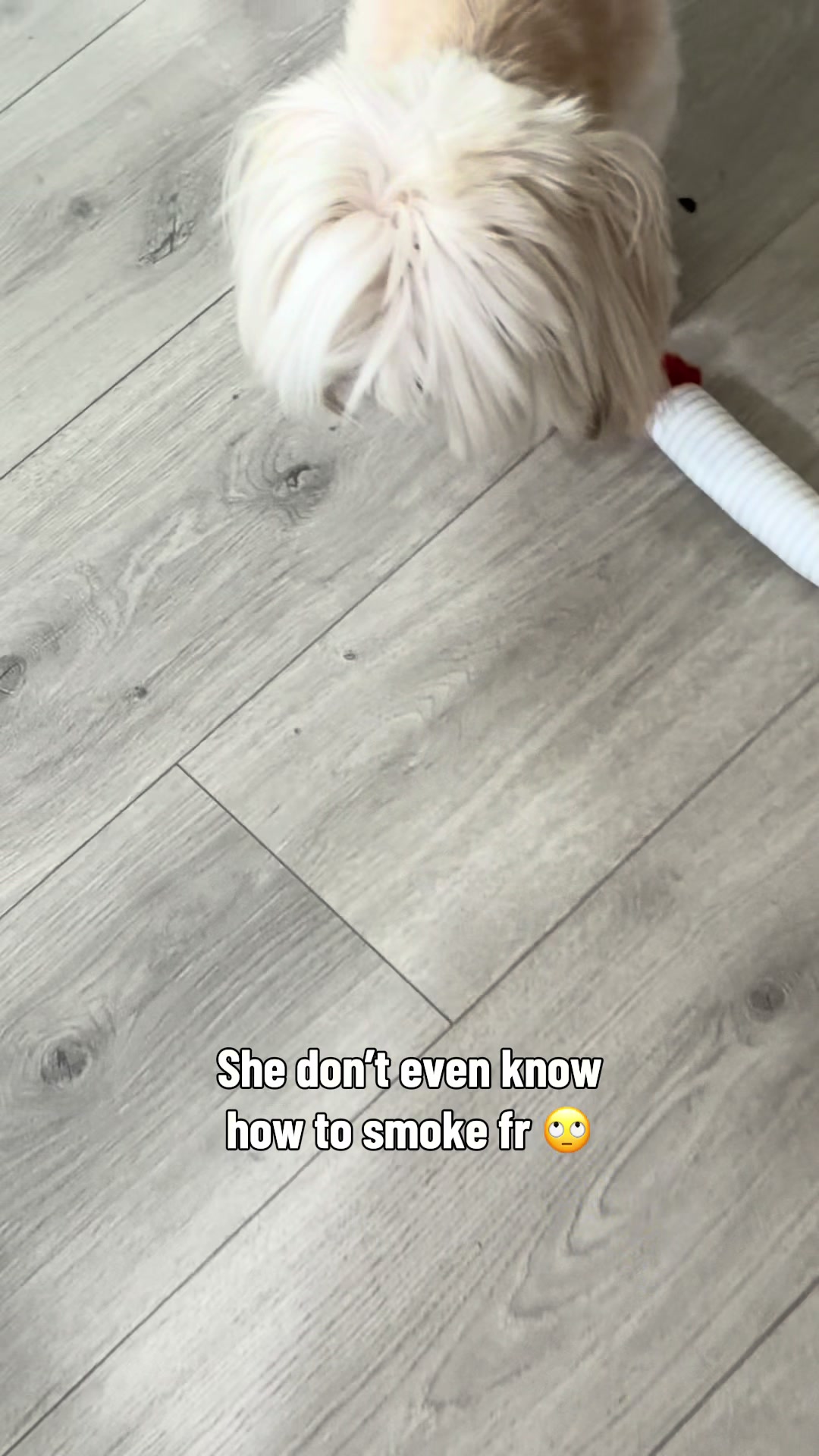 @nitaandcookiesha