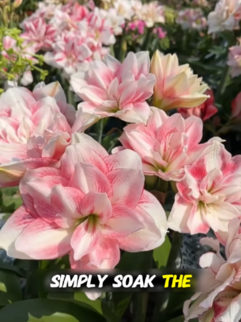@Leaflooms-US