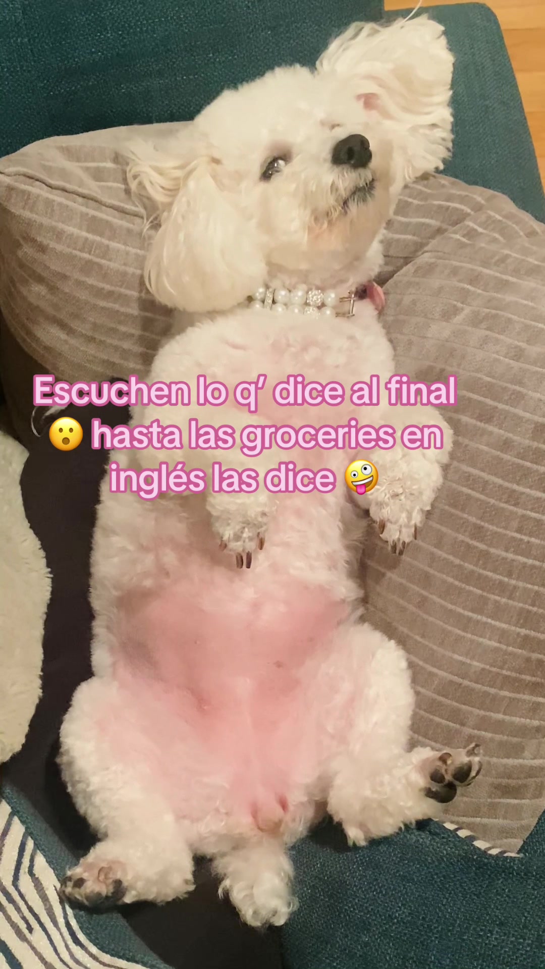 @profetrivella