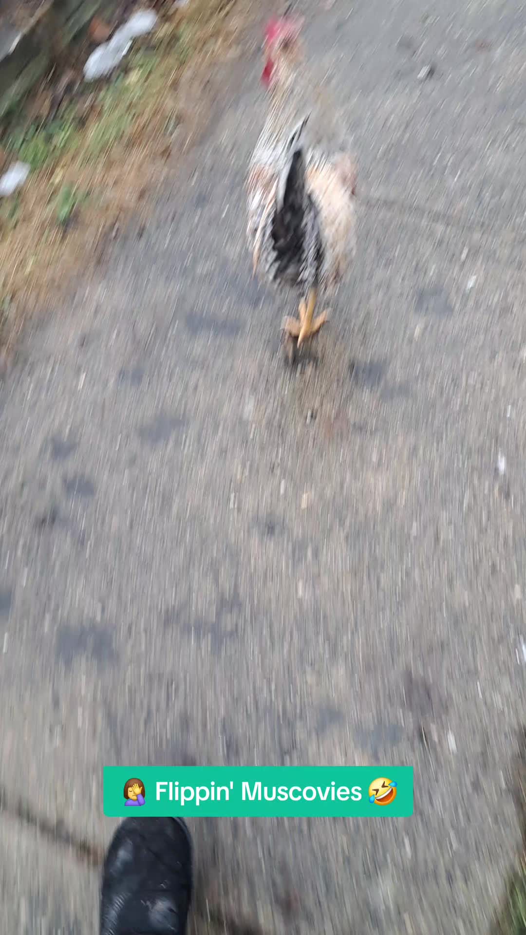 @Karnes Ranch of Indiana🦆