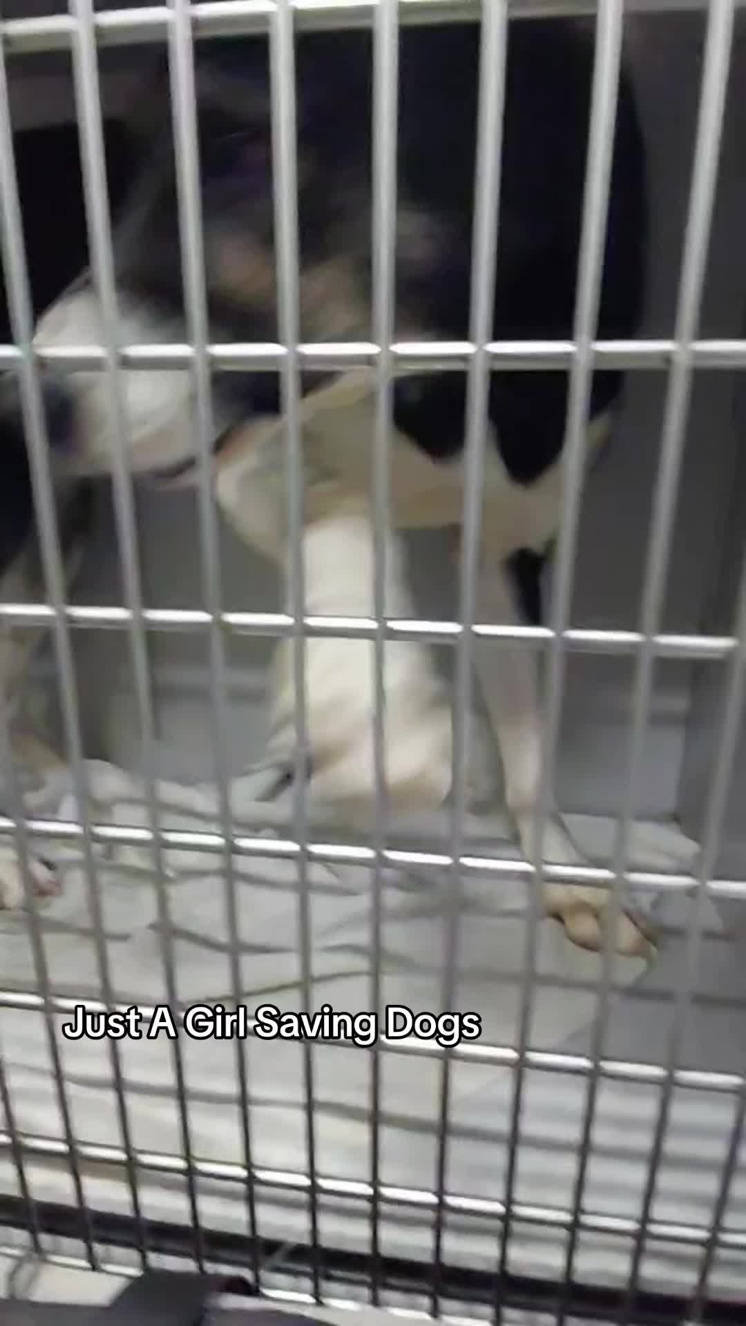 @Just A Girl Saving Dogs