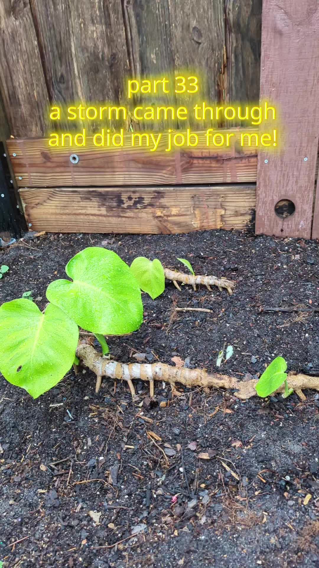 @Monstera Man
