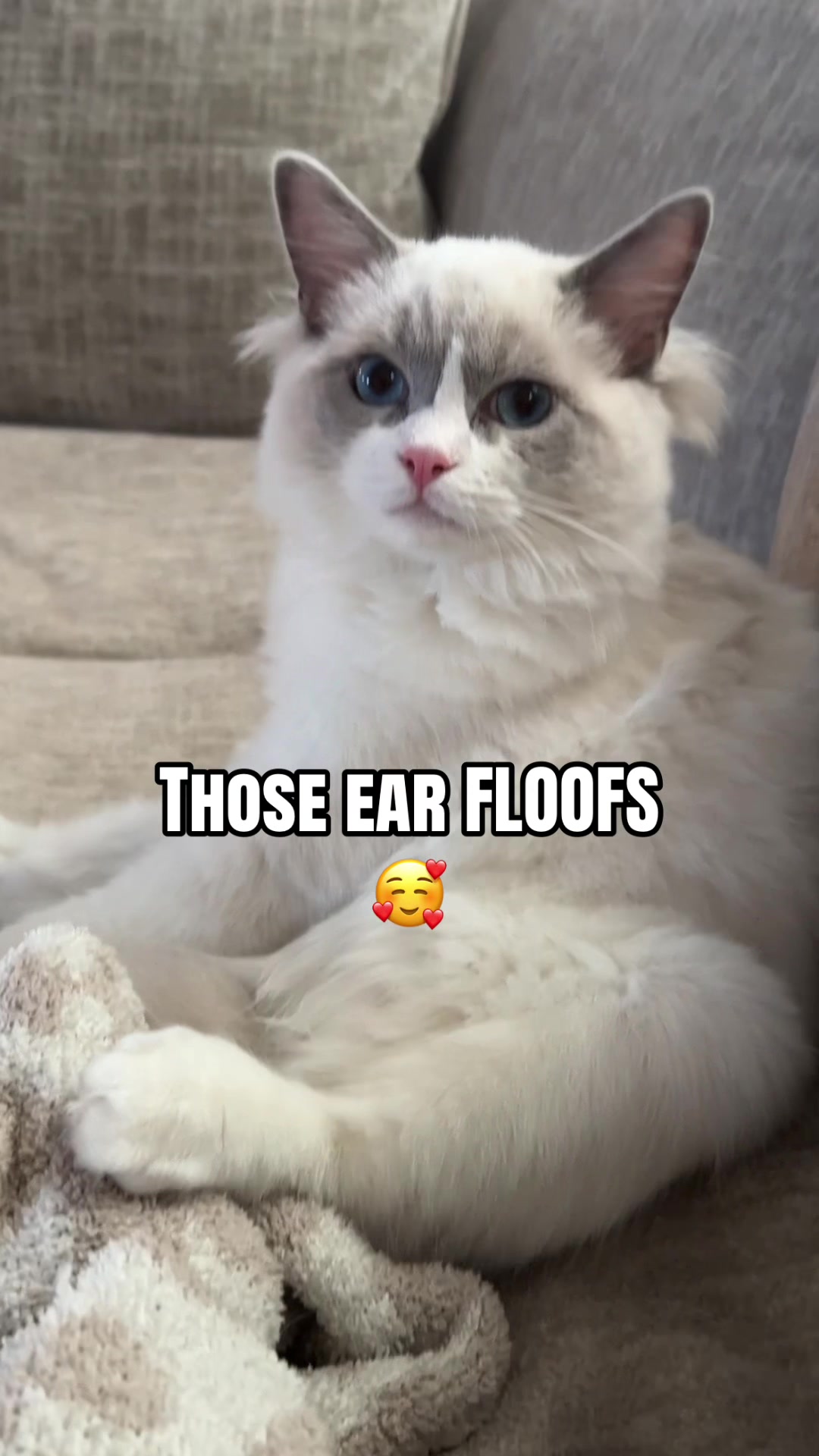 @Milo The Ragdoll Cat