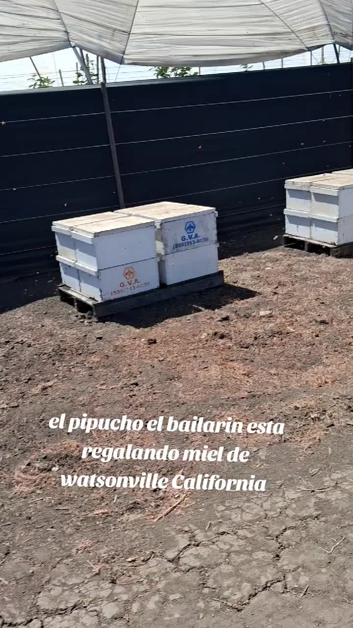 @francisco anaya el bailarin96