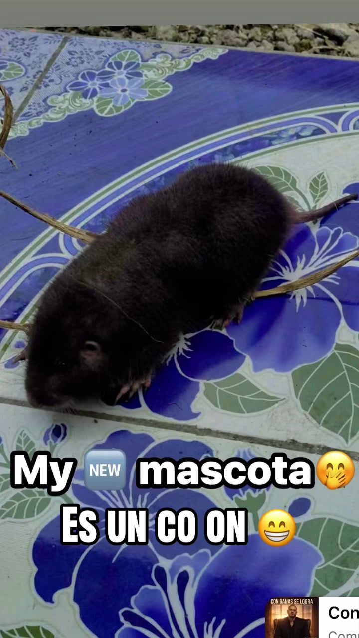 @Matt_Bunny