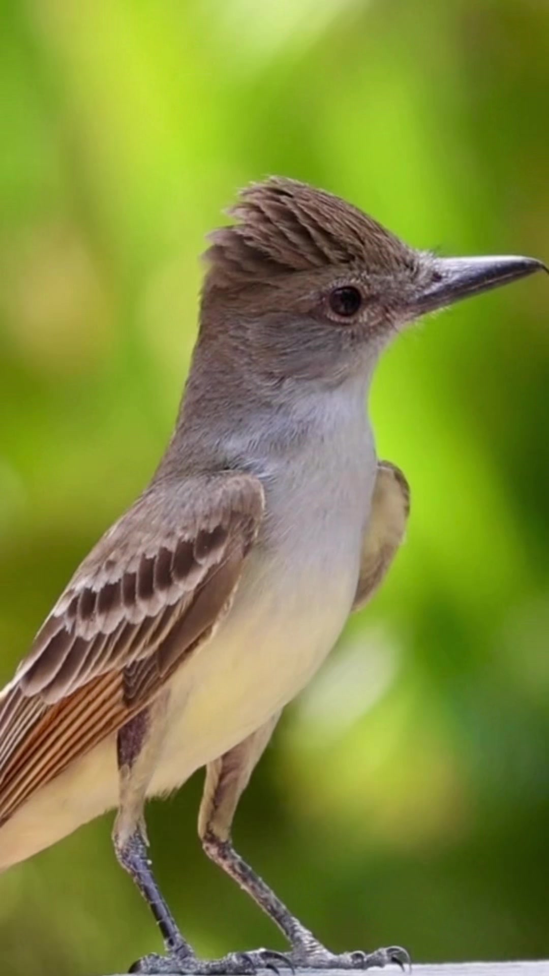 @ASMR Nature Love