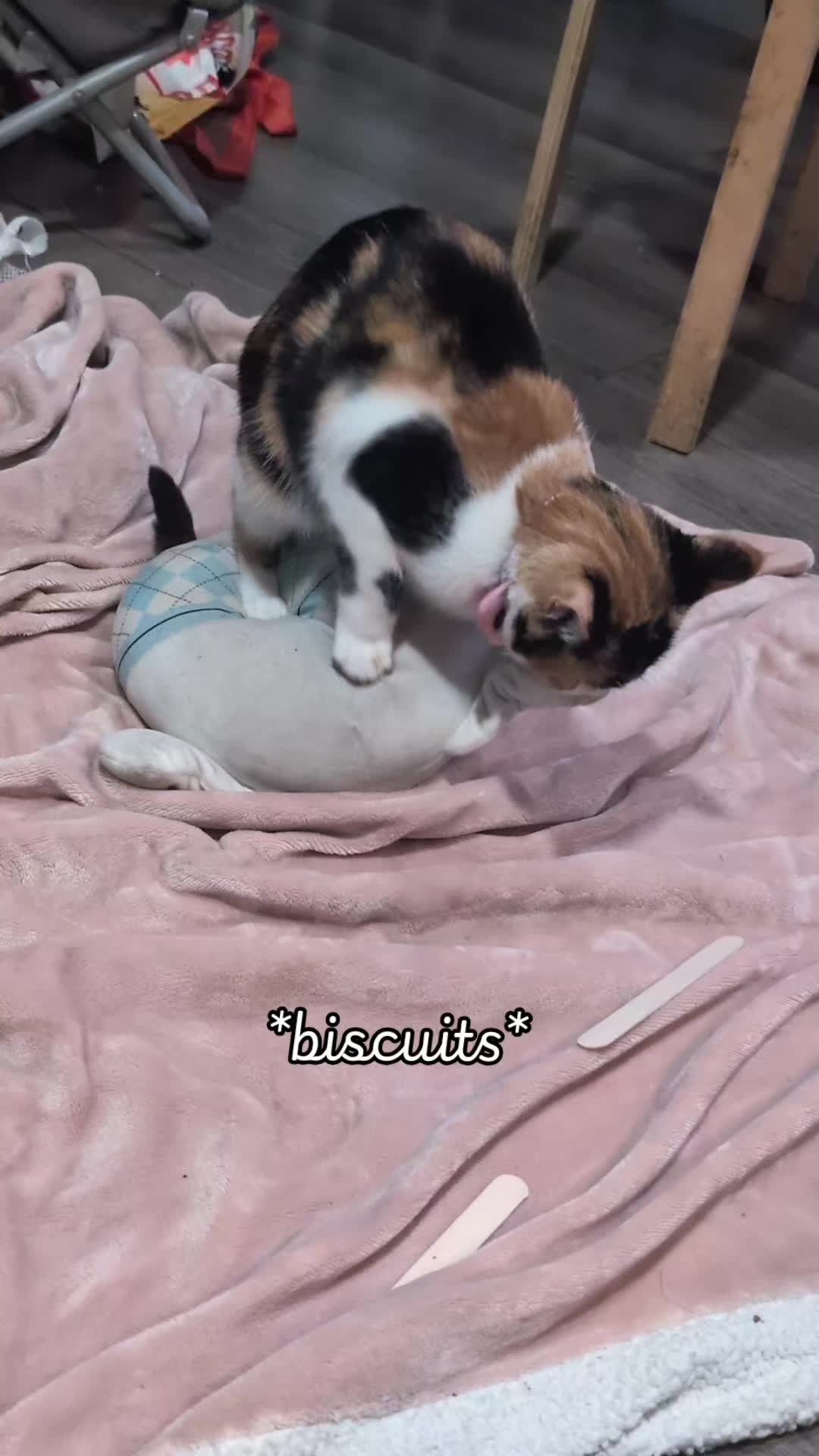 @Catnap