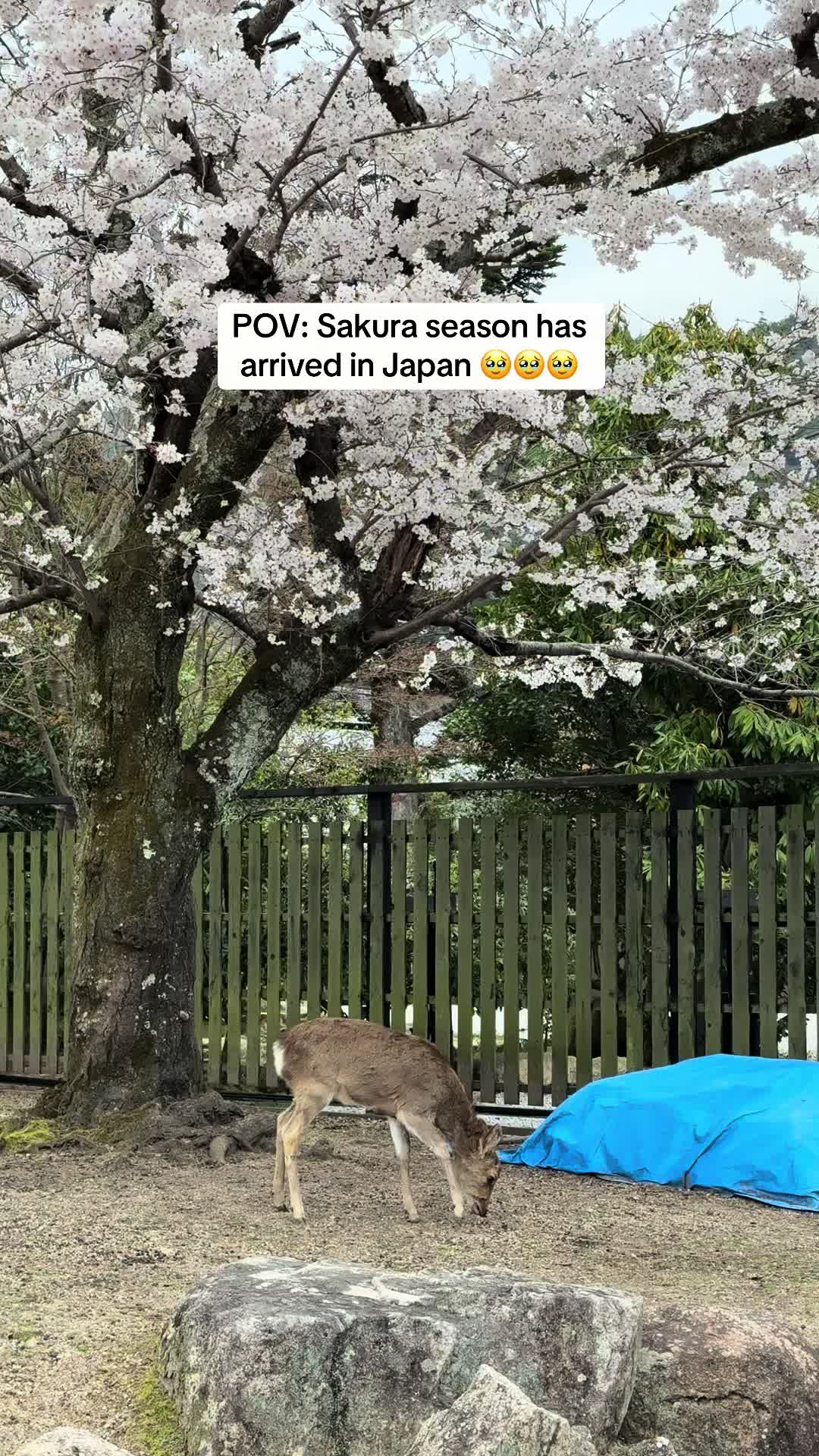 @Carmencita | Life in Japan
