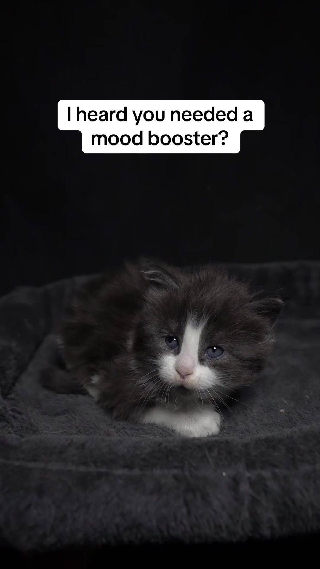 @Tycoon_Mainecoons