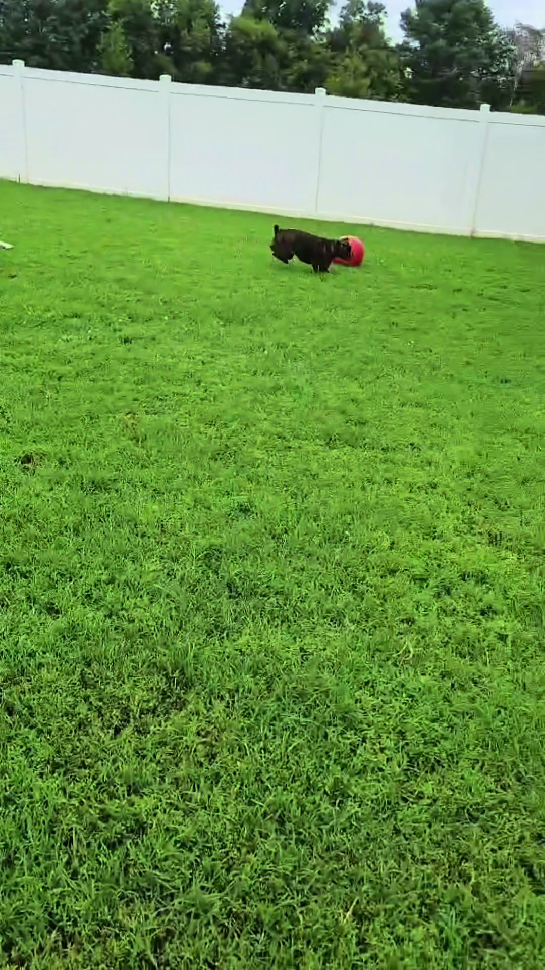 @Mountain Run Kennel
