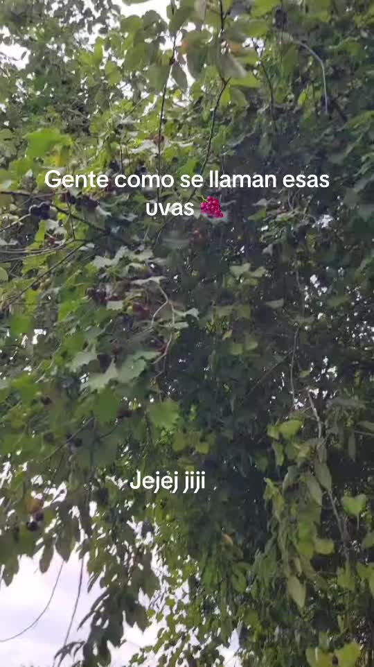 @el pay