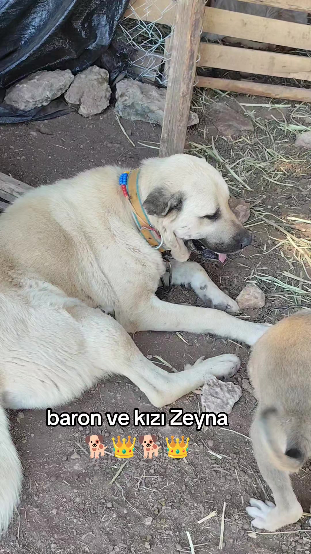 @PİSKO👉TOMBİK{45}