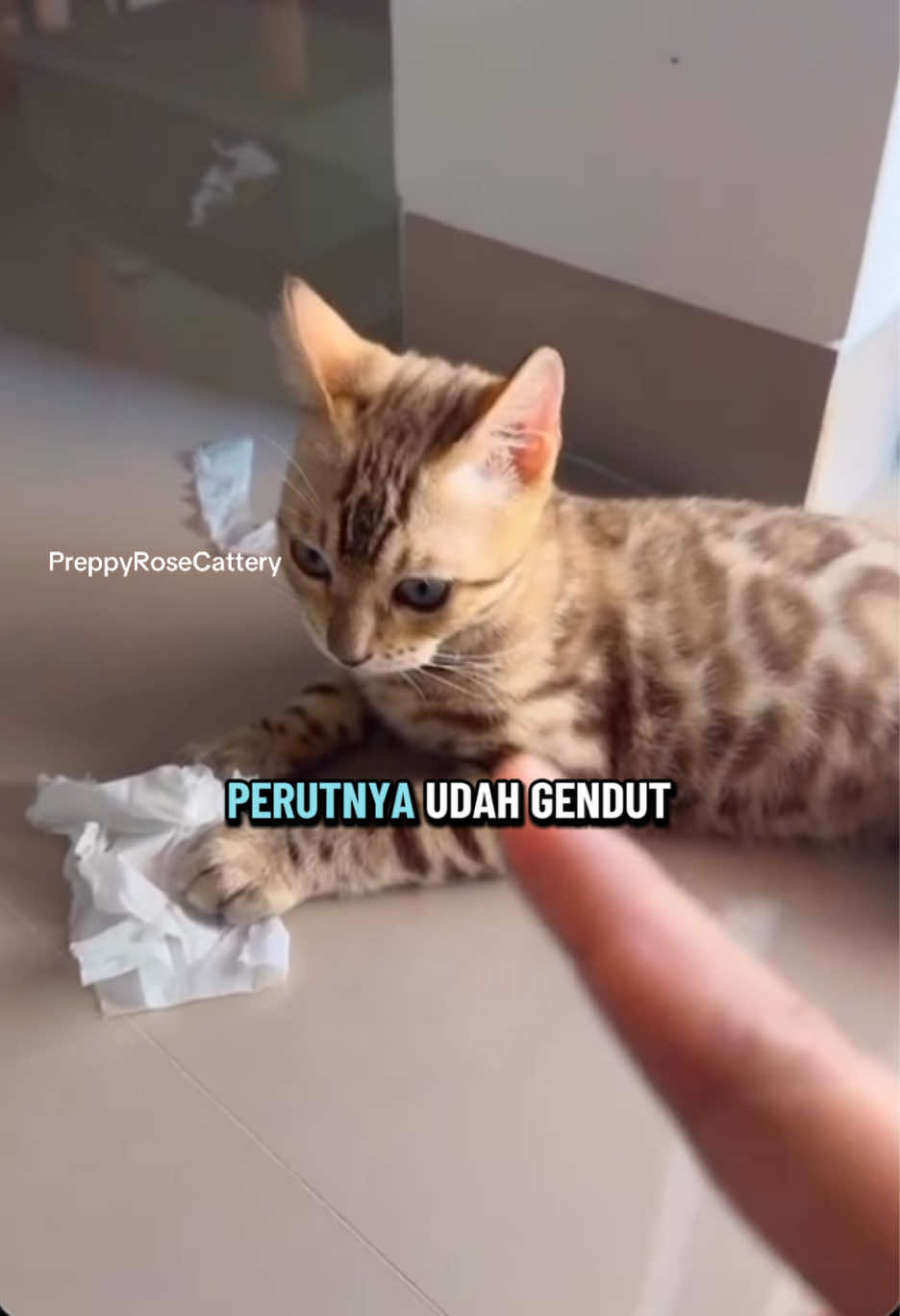 @PreppyRoseCattery