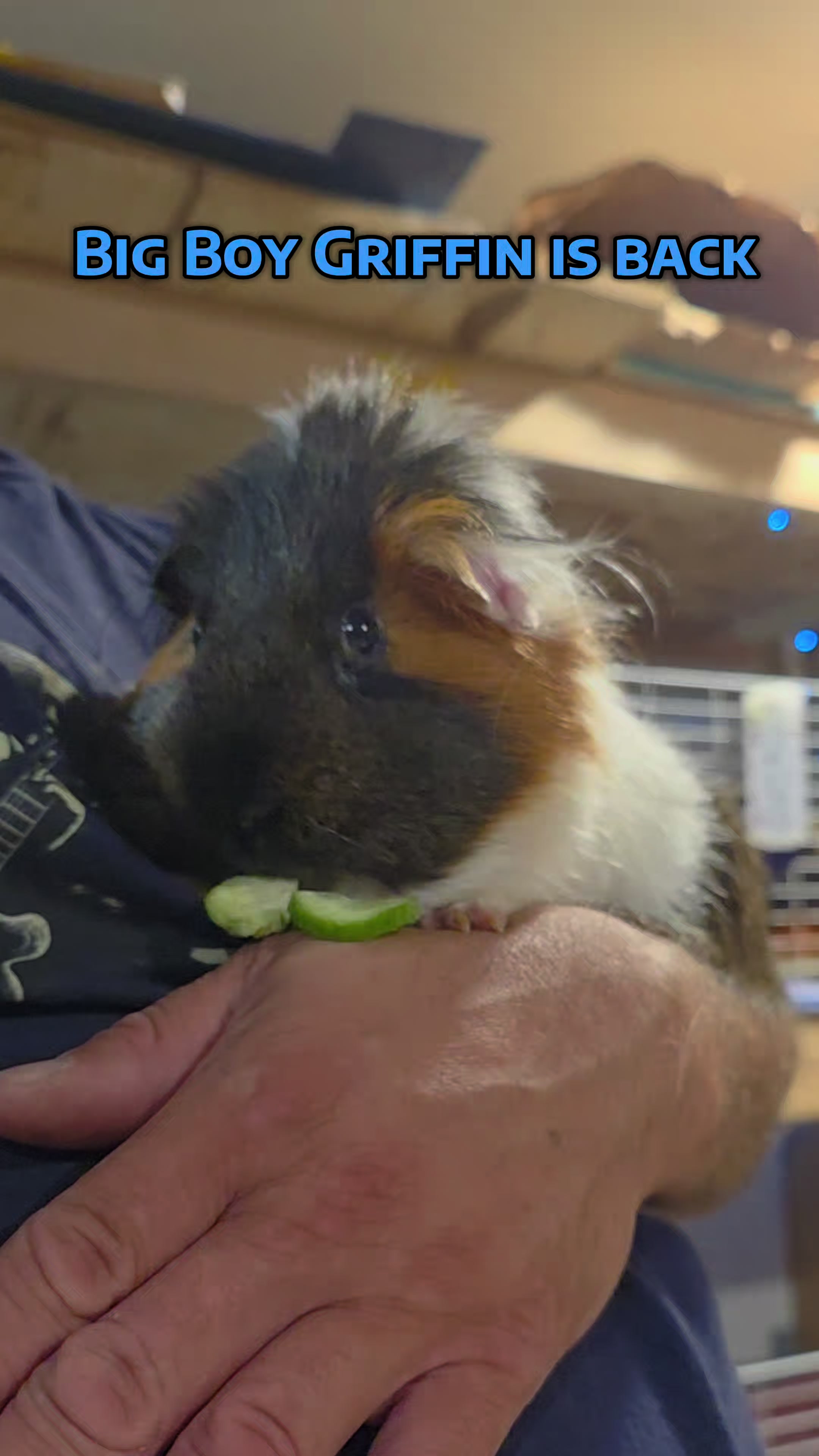 @♡GuineaPiggy♡