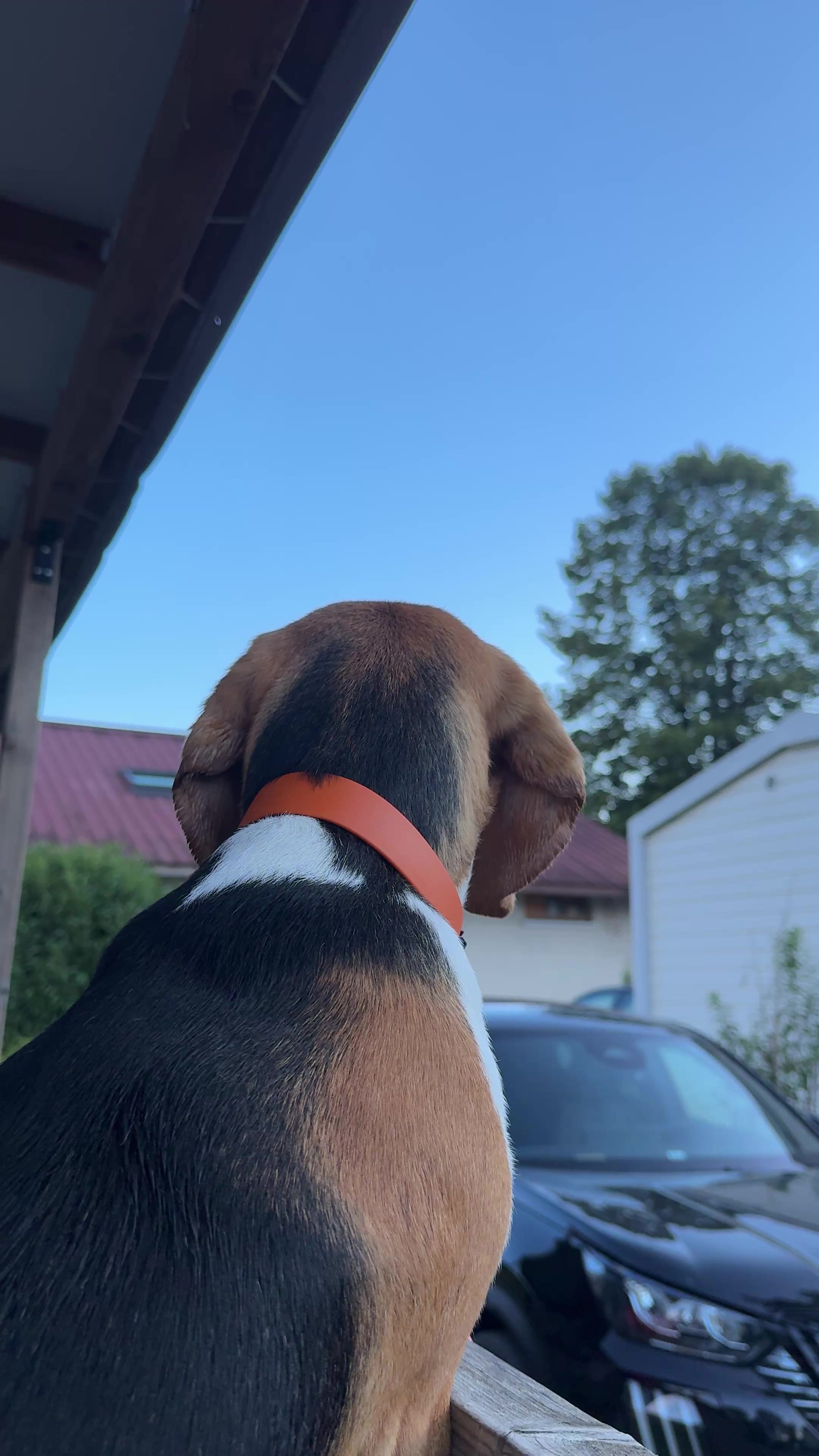 @Asko le Beagle💙
