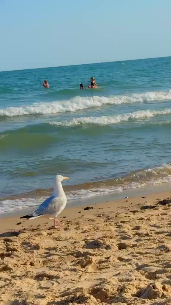@amaan1949