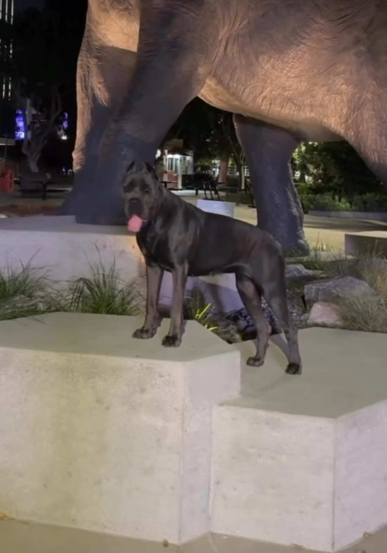 @noblepridecanecorso