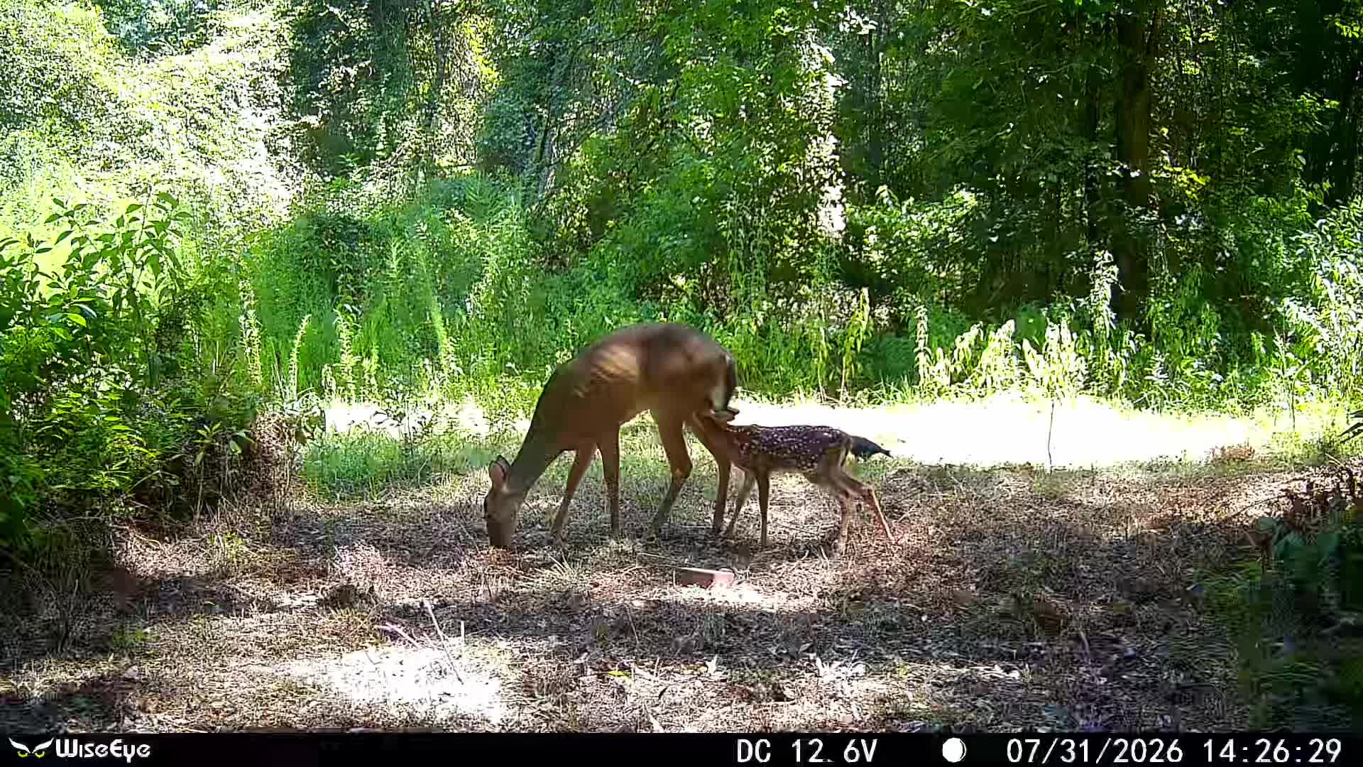 @🦃 Lynchburg Outdoors 🦌