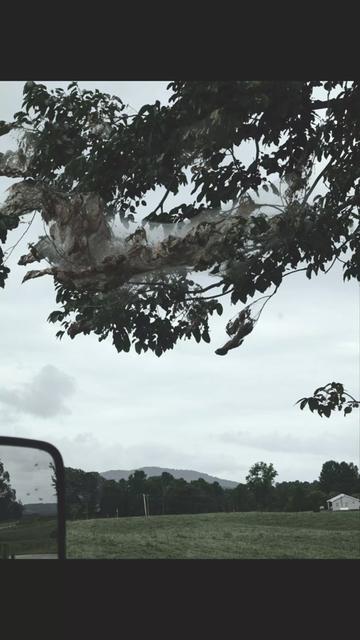 @Melanie✨ TN🧡 Homestead🏴
