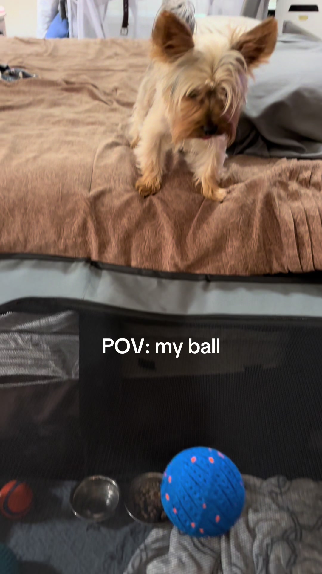 @Penny the Yorkie