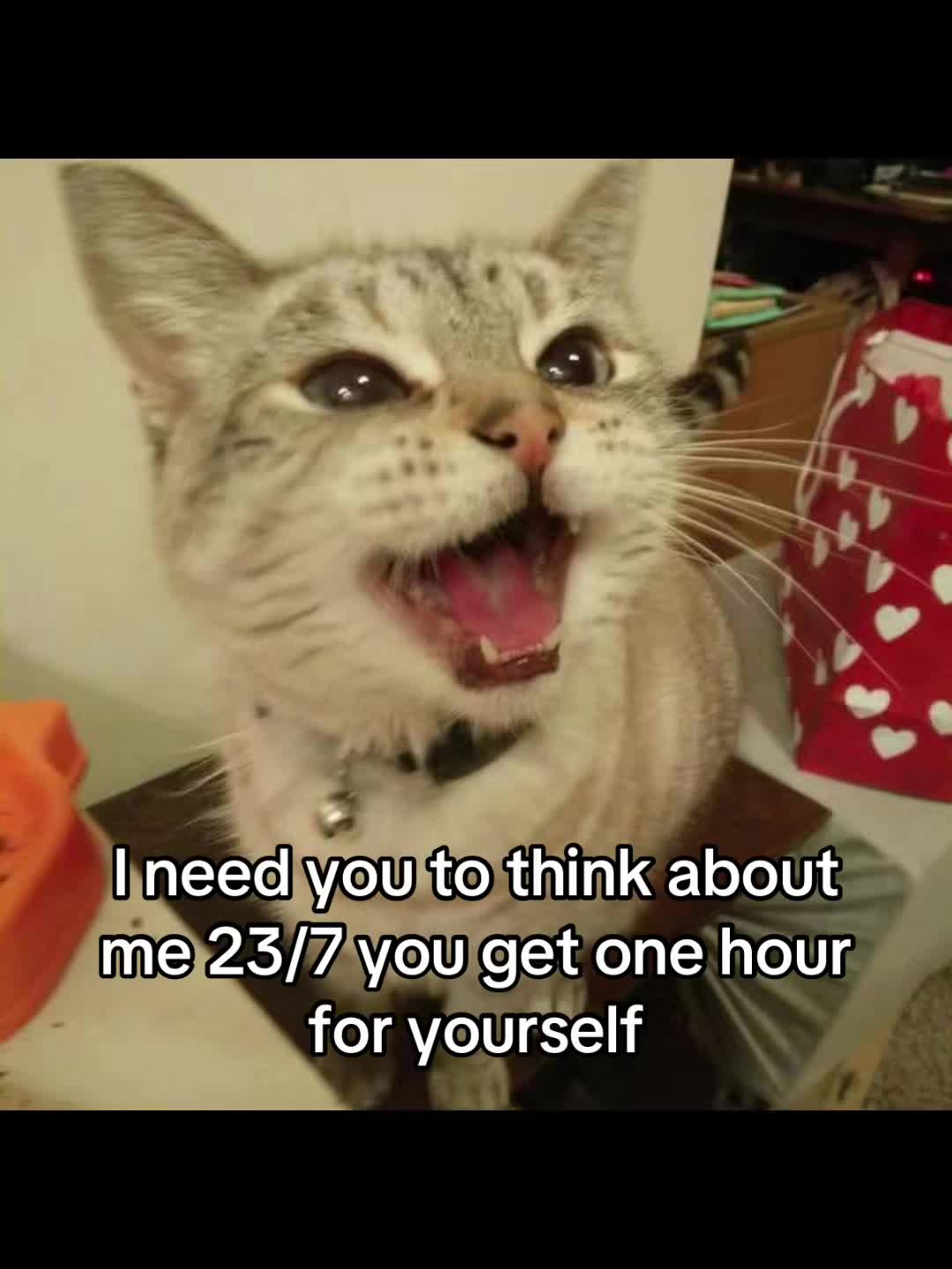 @LavanderCat