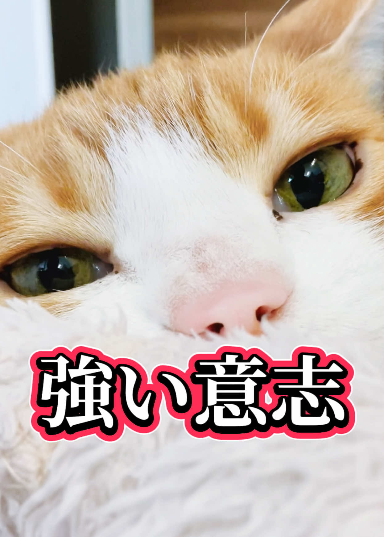 @みーこchannel