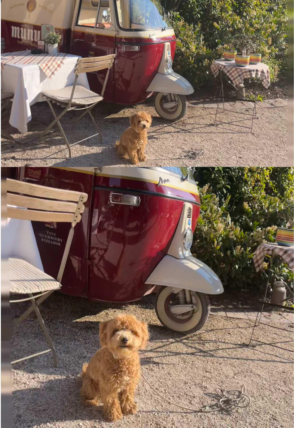 @dinothemaltipoo