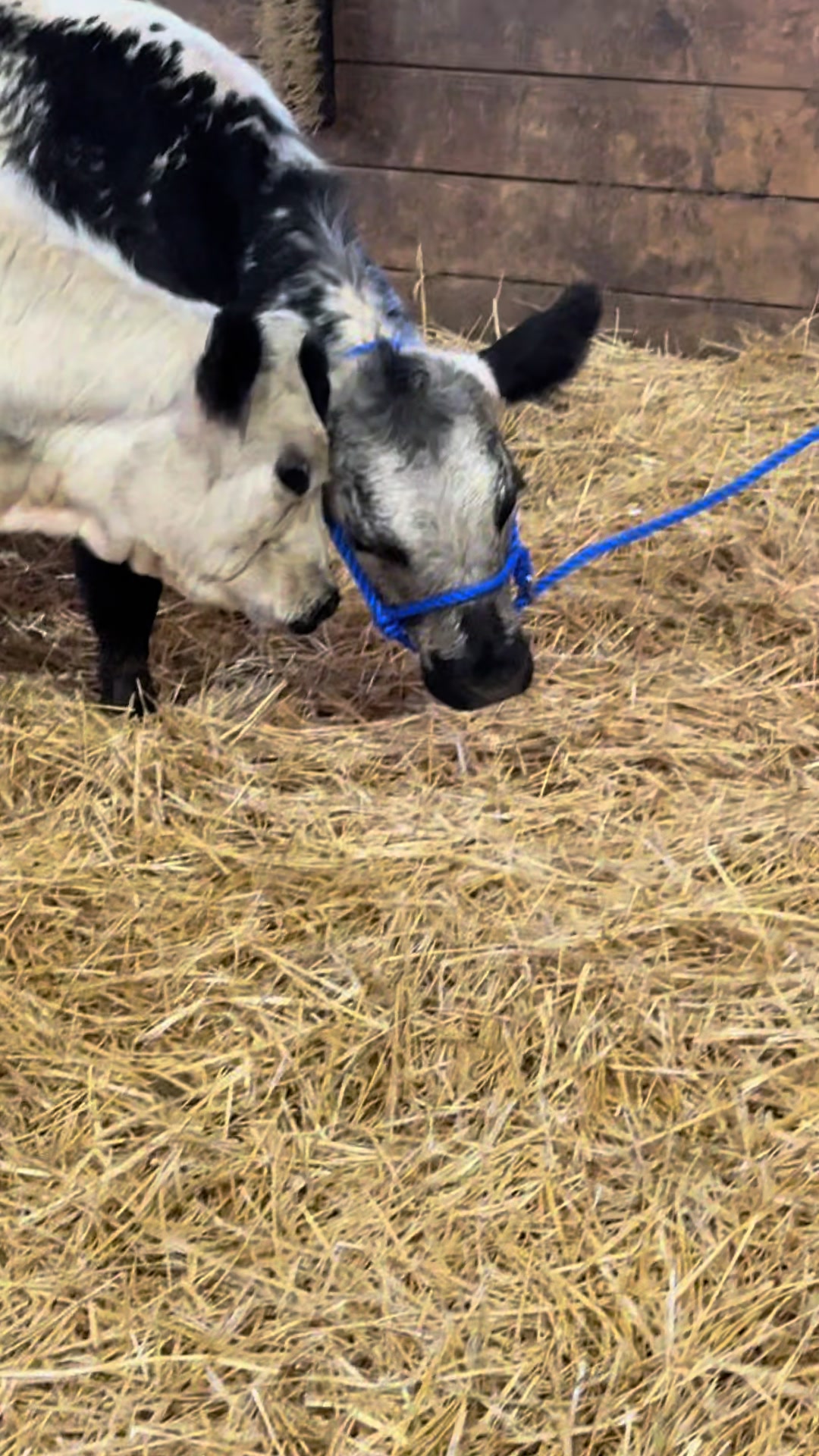 @Speckle Park Cattle 🇨🇦