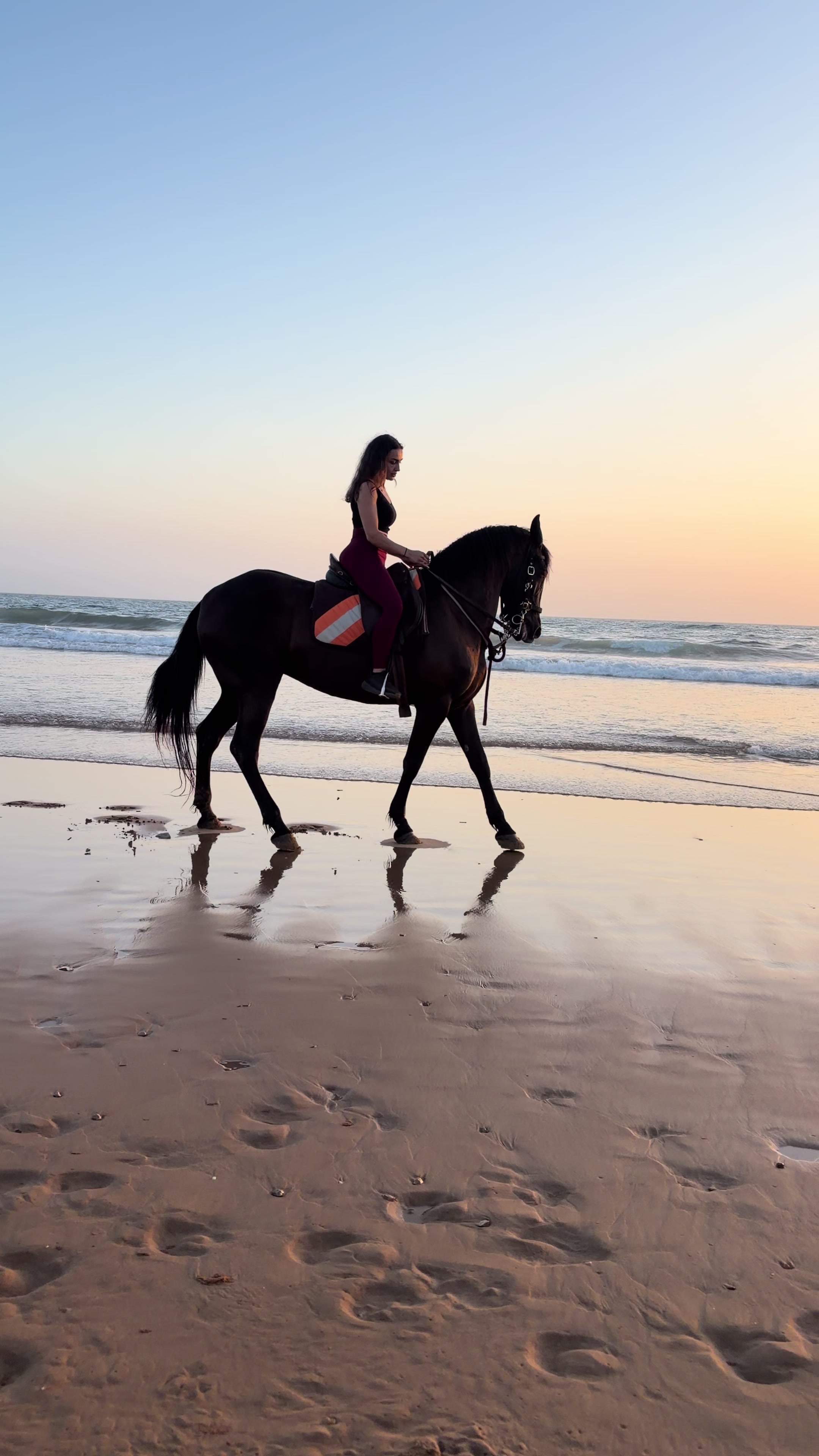 @Cheval_agadir