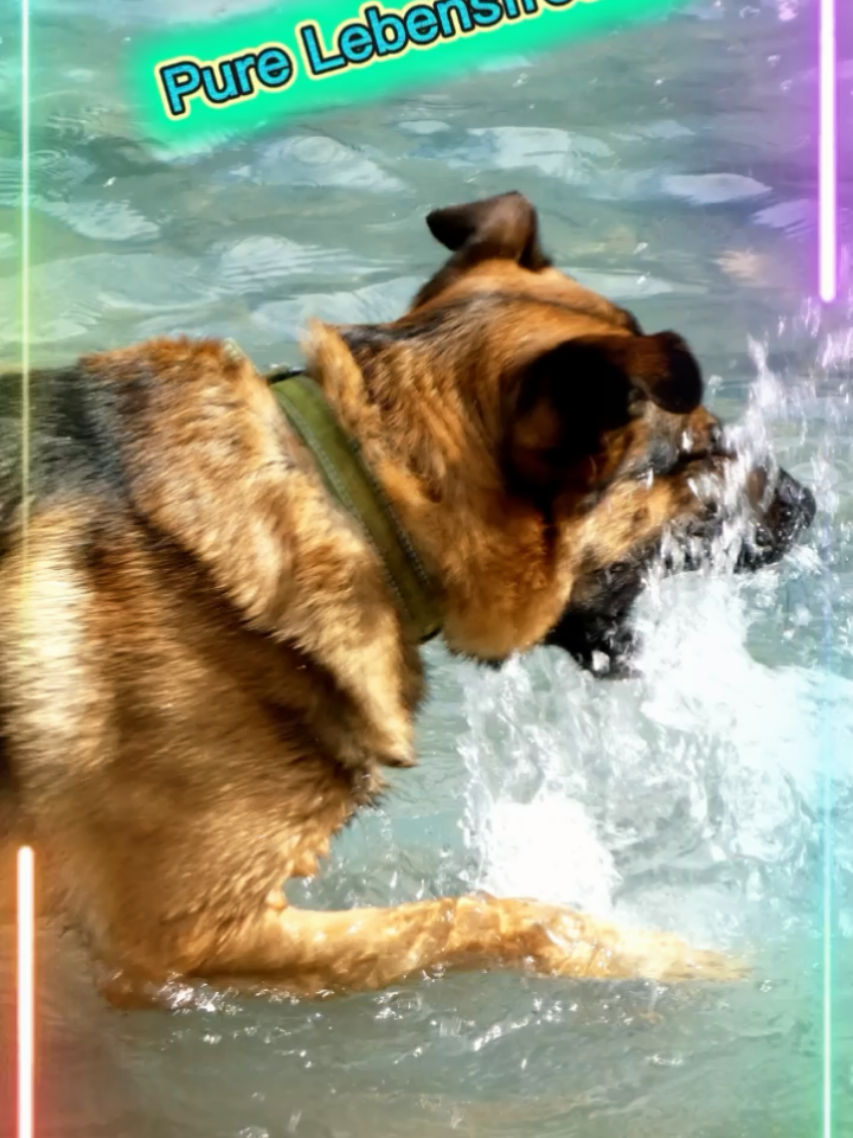 @tiktok.omimoni
