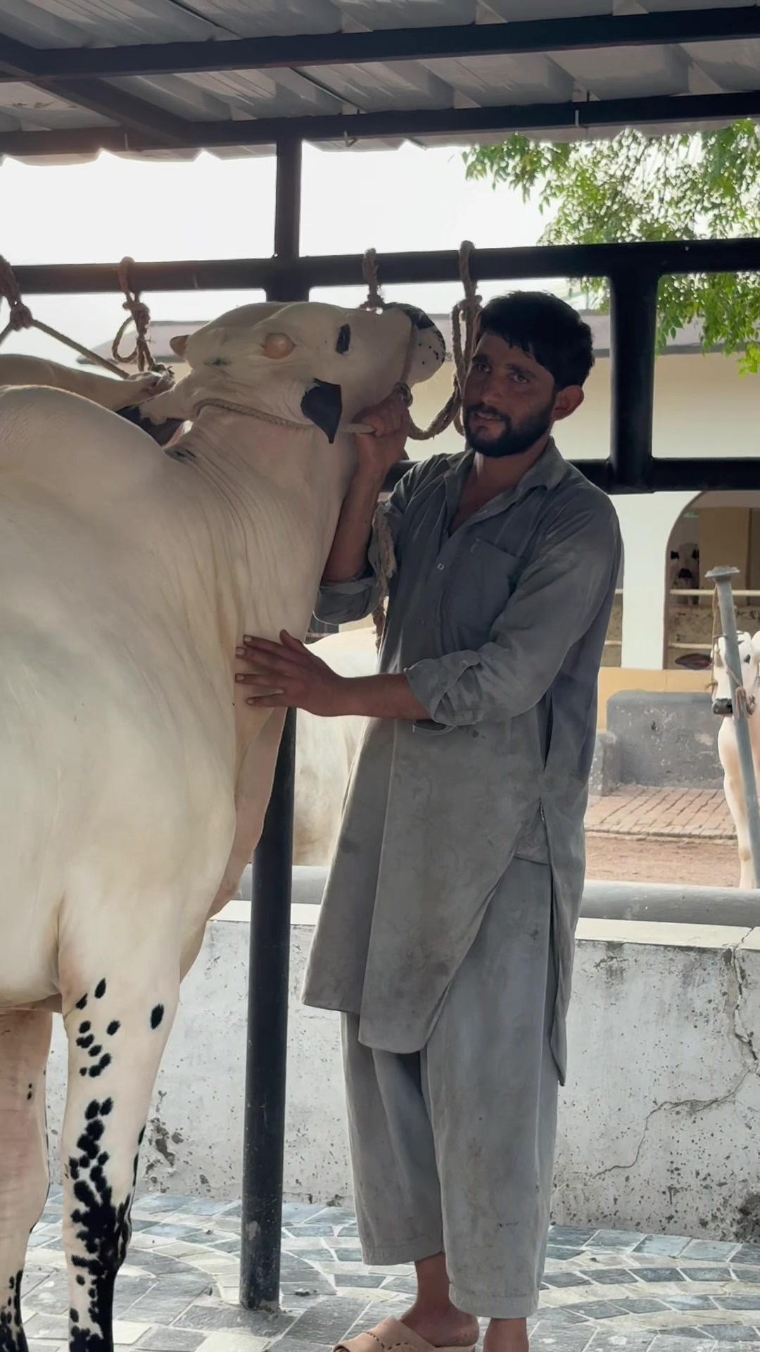 @Gulf Cattle Farm Official