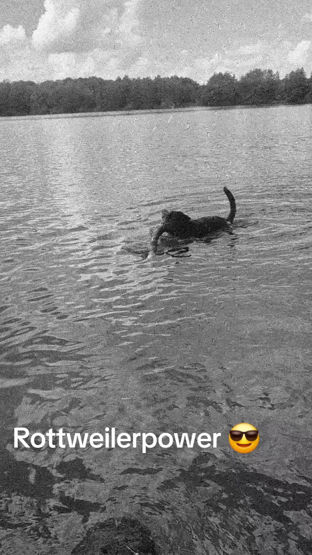 @Rottweilerlove❤️
