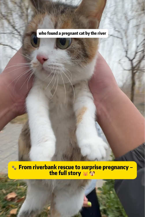 @Stray Cat Talkz